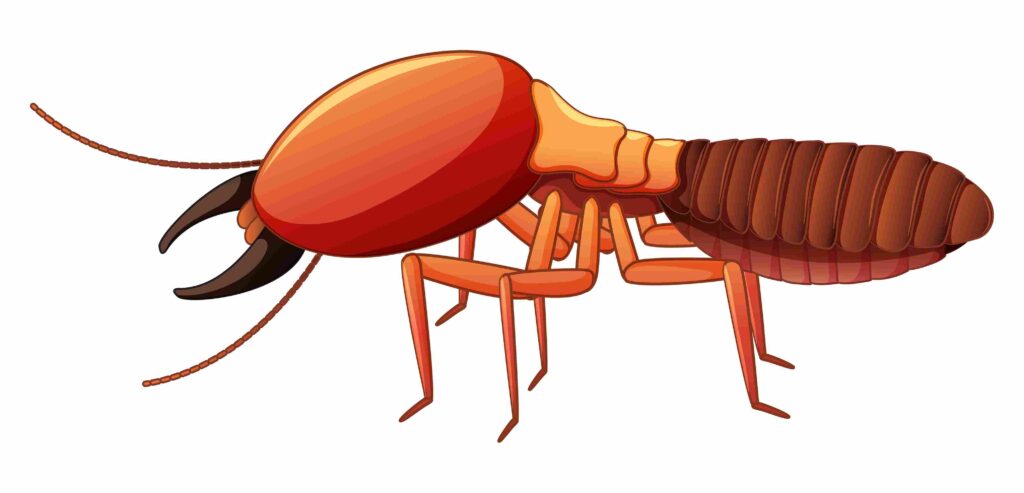How to Get Rid of White Ants Naturally