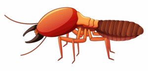 How to Get Rid of White Ants Naturally