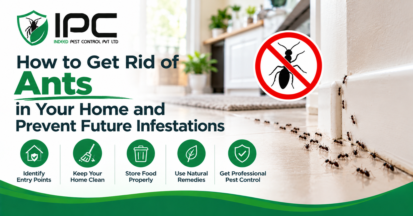 How to Get Rid of Ants in Your Home and Prevent Future Infestations