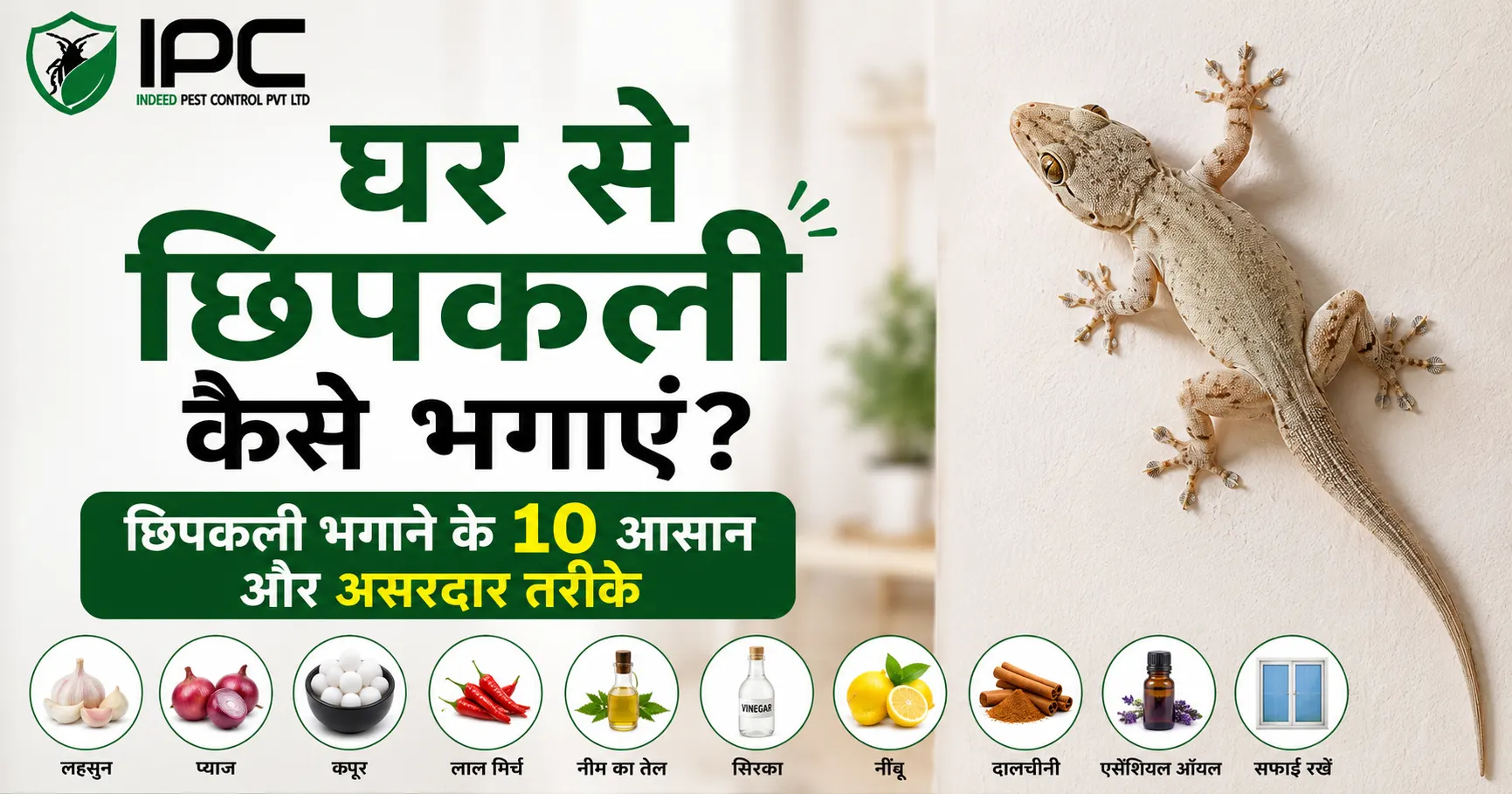 घर से छिपकली कैसे भगाएं