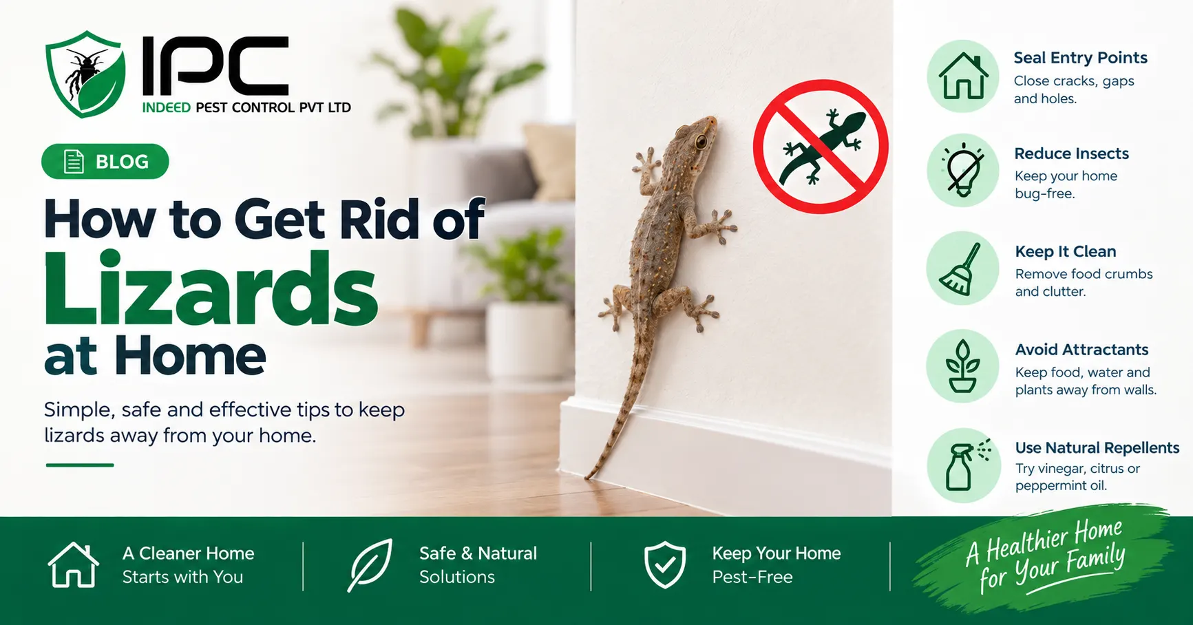 How to Get Rid of Lizards at Home
